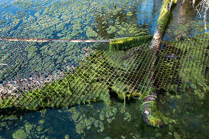 Algae covers a portion of the St. Johns River in this photo from April 24 from the St. Johns Riverkeeper group. Lisa Rowe Rinaman of the group says algae blooms have been reported on the St. Johns north of Palatka covering 10 square miles and another