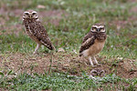 Burrowing owls are among the 16 species affected by HB 7087, which would protect agricultural landowners from running afoul of the law for incidental harm to protected wildlife species. File photo by Ron Knight.