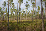 A new Florida Forest Service report evaluates the sustainability of Florida's woodland. This pine forest is in the Flint Rock Wildlife Management Area south of Tallahassee in Wakulla County. Photo by Bruce Ritchie.